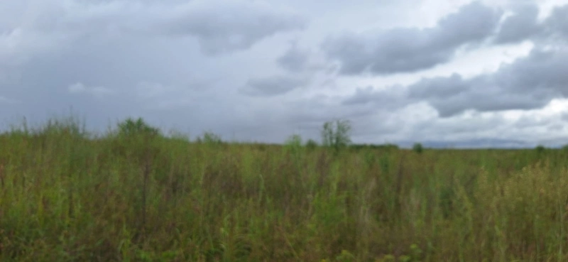 Arrendamento para soja PIVÔS + SEQUEIRO + PASTO: 4ª foto da galeria de imagens do imóvel