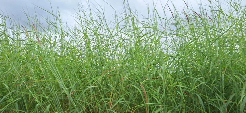 Arrendamento para soja PIVÔS + SEQUEIRO + PASTO: 8ª foto da galeria de imagens do imóvel