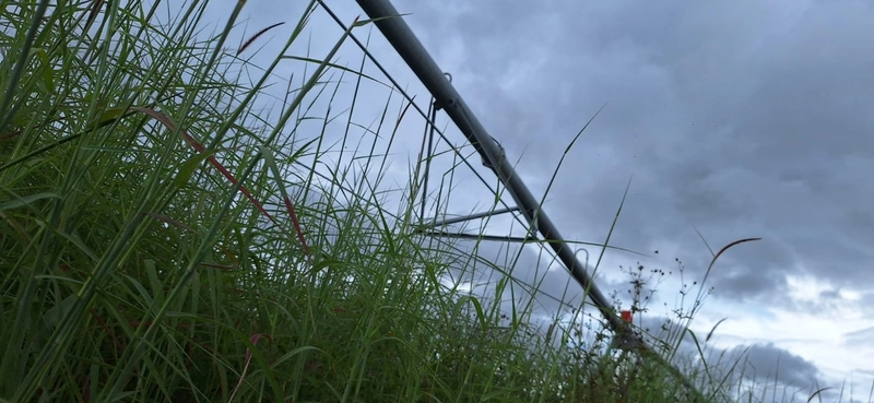 Arrendamento para soja PIVÔS + SEQUEIRO + PASTO: 3ª foto da galeria de imagens do imóvel