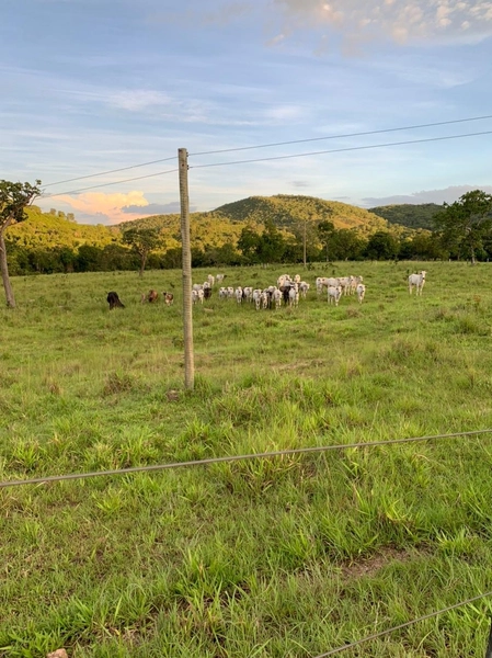 Fazenda 44 alq (212,96 ha) em Faina-GO, toda formada, ótima para gado.: 19ª foto da galeria de imagens do imóvel