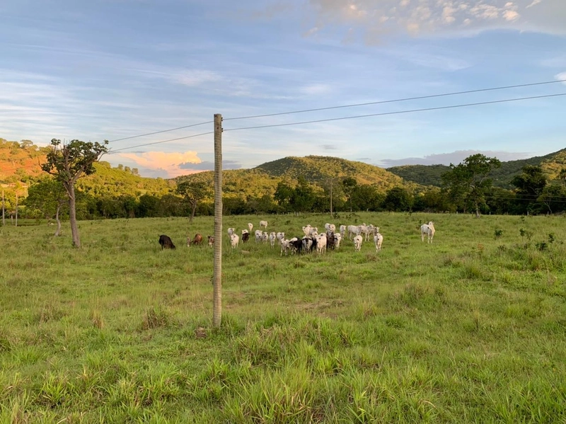 Fazenda 44 alq (212,96 ha) em Faina-GO, toda formada, ótima para gado.: 17ª foto da galeria de imagens do imóvel