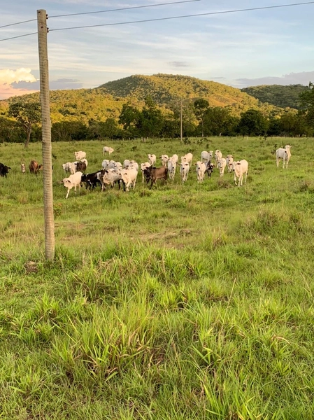 Fazenda 44 alq (212,96 ha) em Faina-GO, toda formada, ótima para gado.: 18ª foto da galeria de imagens do imóvel