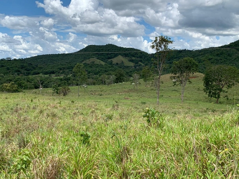 Fazenda 44 alq (212,96 ha) em Faina-GO, toda formada, ótima para gado.: 26ª foto da galeria de imagens do imóvel