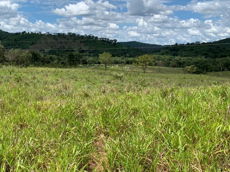 Fazenda 44 alq (212,96 ha) em Faina-GO, toda formada, ótima para gado.: 24ª foto da galeria de imagens do imóvel