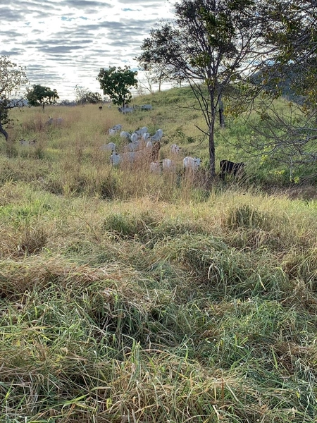 Fazenda 44 alq (212,96 ha) em Faina-GO, toda formada, ótima para gado.: 13ª foto da galeria de imagens do imóvel