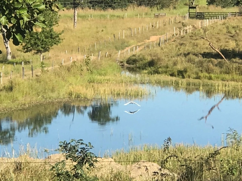 Fazenda 44 alq (212,96 ha) em Faina-GO, toda formada, ótima para gado.: 22ª foto da galeria de imagens do imóvel