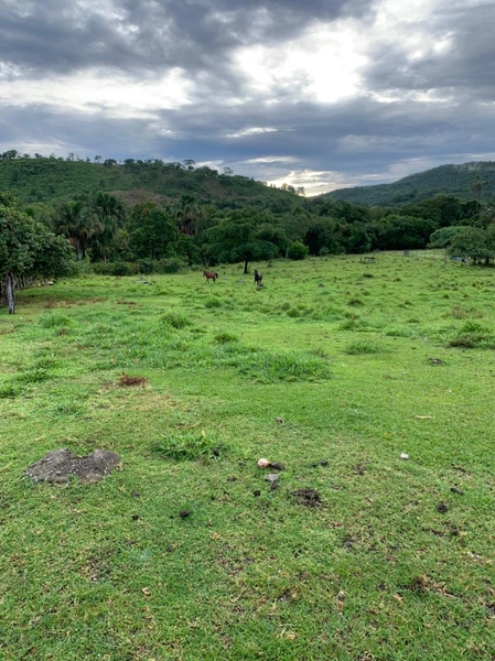 Fazenda 44 alq (212,96 ha) em Faina-GO, toda formada, ótima para gado.: 11ª foto da galeria de imagens do imóvel