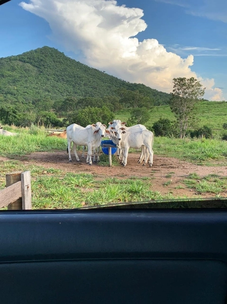Fazenda 44 alq (212,96 ha) em Faina-GO, toda formada, ótima para gado.: 16ª foto da galeria de imagens do imóvel