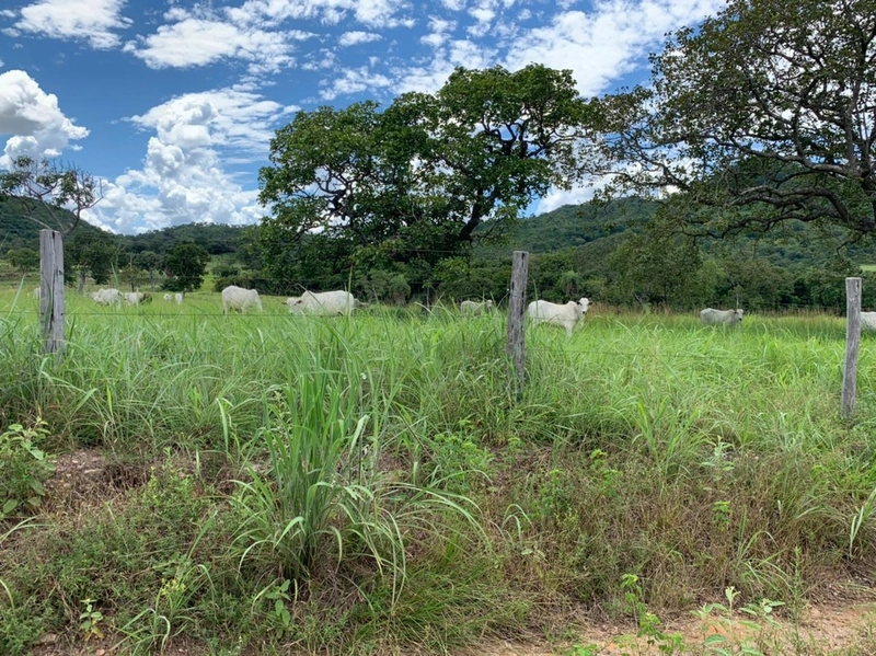 Fazenda 44 alq (212,96 ha) em Faina-GO, toda formada, ótima para gado.: 30ª foto da galeria de imagens do imóvel