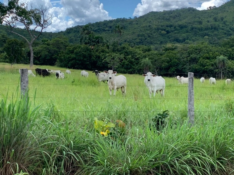 Fazenda 44 alq (212,96 ha) em Faina-GO, toda formada, ótima para gado.: 29ª foto da galeria de imagens do imóvel