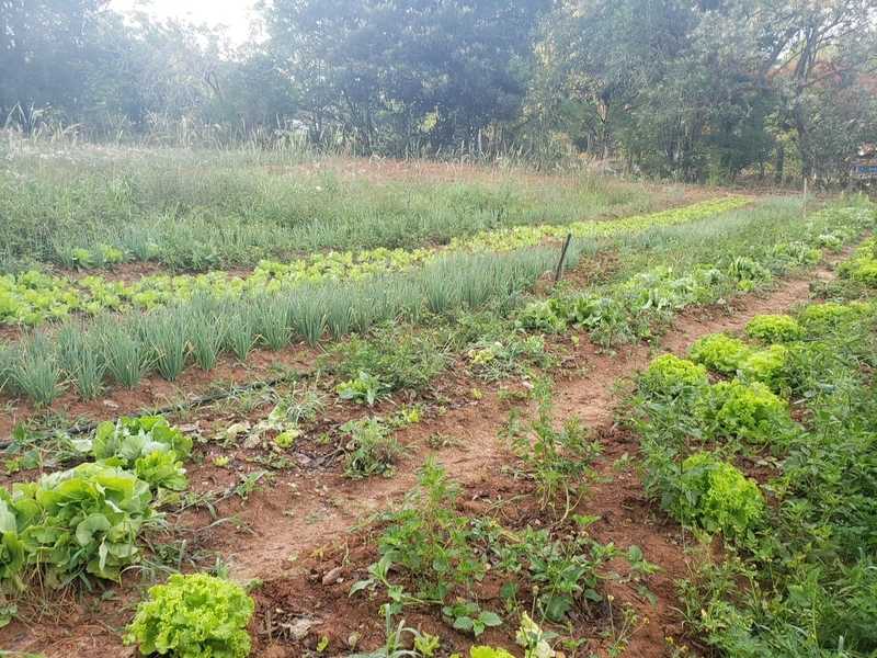 Excelente chacara de 20.000m2 a venda na Agua branca porteira fechada: 6ª foto da galeria de imagens do imóvel