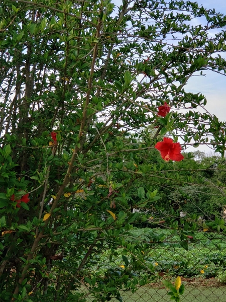 Excelente chacara de 20.000m2 a venda na Agua branca porteira fechada: 35ª foto da galeria de imagens do imóvel