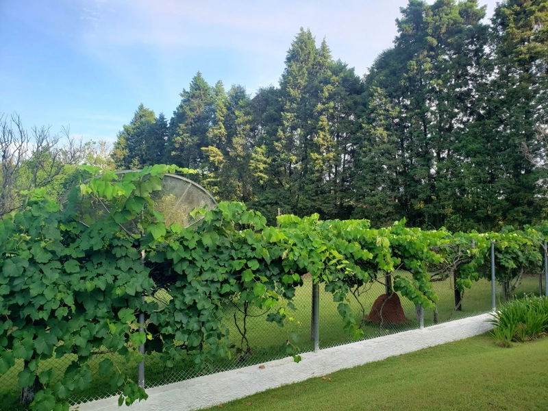Excelente chacara de 20.000m2 a venda na Agua branca porteira fechada: 20ª foto da galeria de imagens do imóvel