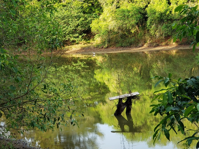 Excelente chacara de 20.000m2 a venda na Agua branca porteira fechada: 8ª foto da galeria de imagens do imóvel