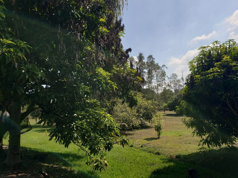 Chácara arborizada para relaxar e desfrutar com familiares e amigos.: 36ª foto da galeria de imagens do imóvel