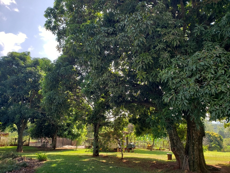 Chácara arborizada para relaxar e desfrutar com familiares e amigos.: 20ª foto da galeria de imagens do imóvel