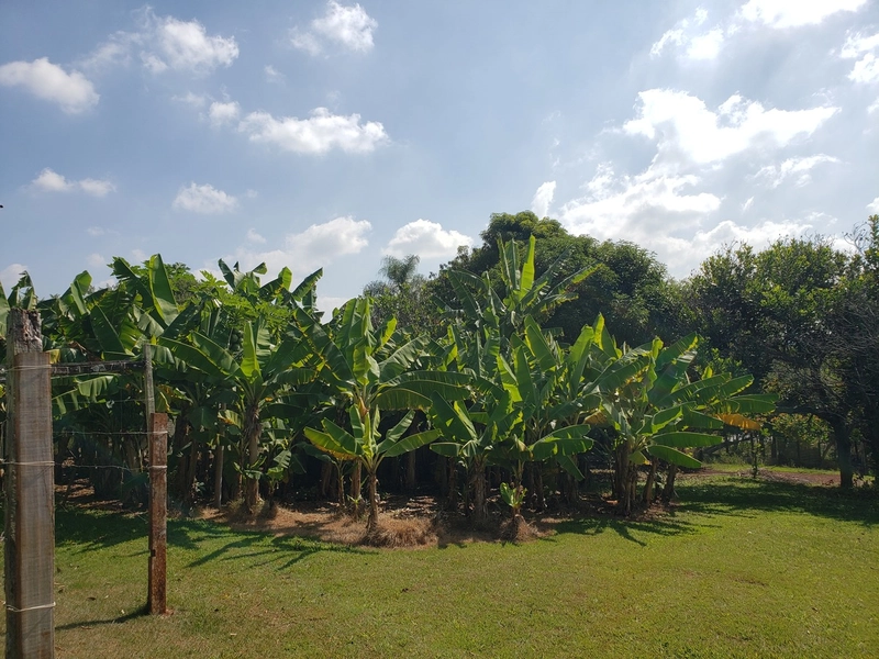 Chácara arborizada para relaxar e desfrutar com familiares e amigos.: 27ª foto da galeria de imagens do imóvel