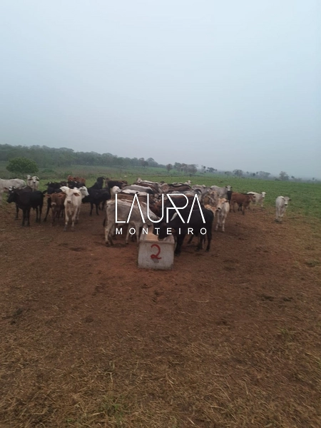Fazenda 685 Hectares apenas 37 km de Bonito MS: 22ª foto da galeria de imagens do imóvel