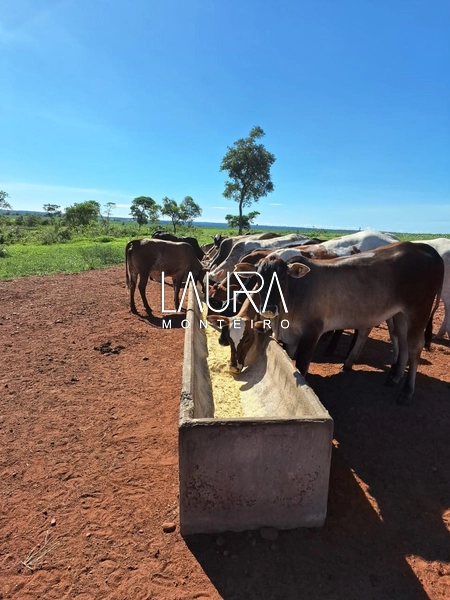Fazenda 685 Hectares apenas 37 km de Bonito MS: 23ª foto da galeria de imagens do imóvel