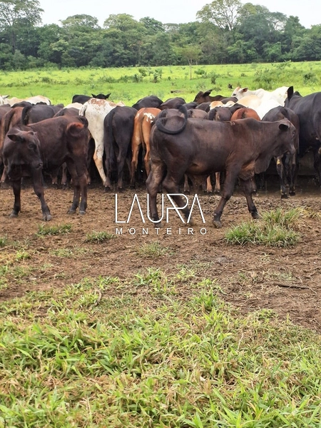 Fazenda 685 Hectares apenas 37 km de Bonito MS: 21ª foto da galeria de imagens do imóvel