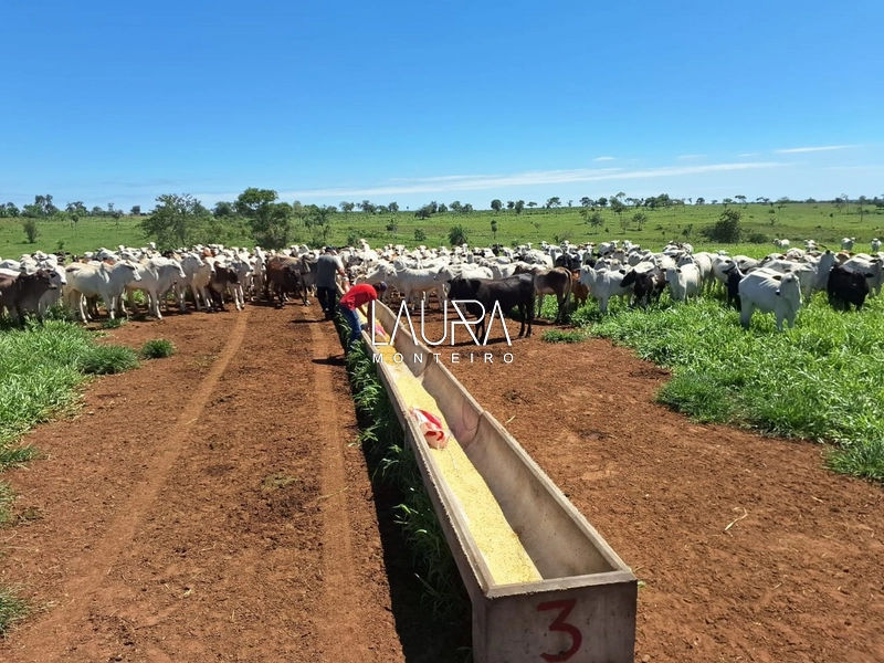 Fazenda 685 Hectares apenas 37 km de Bonito MS: 20ª foto da galeria de imagens do imóvel