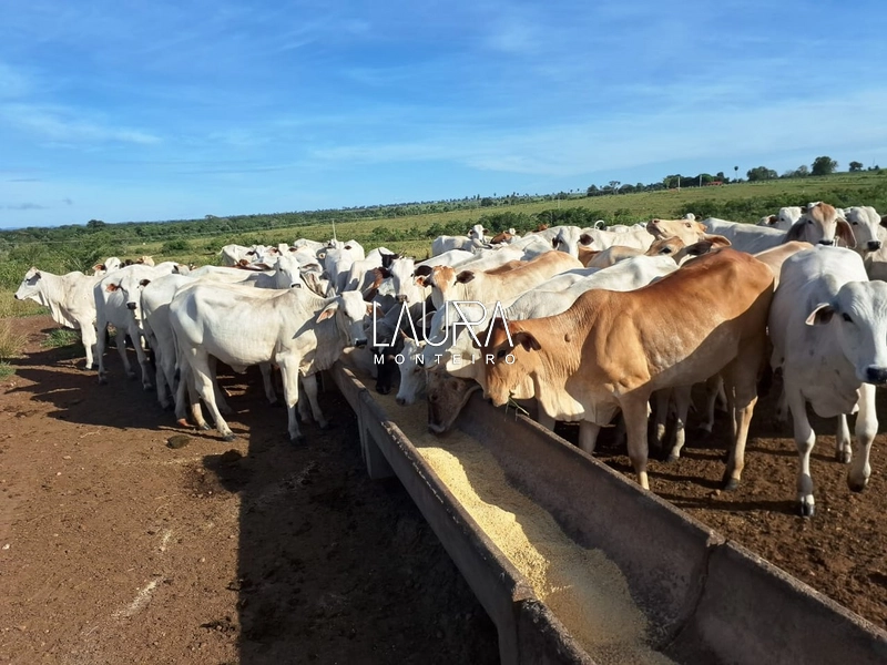 Fazenda 685 Hectares apenas 37 km de Bonito MS: 11ª foto da galeria de imagens do imóvel