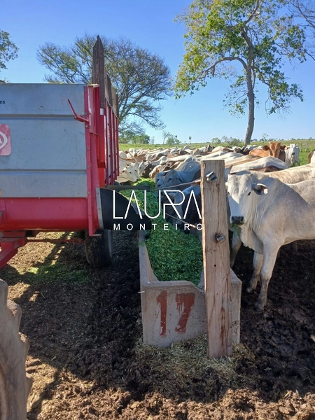 Fazenda 685 Hectares apenas 37 km de Bonito MS: 12ª foto da galeria de imagens do imóvel