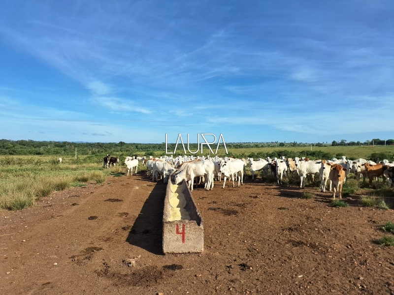 Fazenda 685 Hectares apenas 37 km de Bonito MS: 19ª foto da galeria de imagens do imóvel
