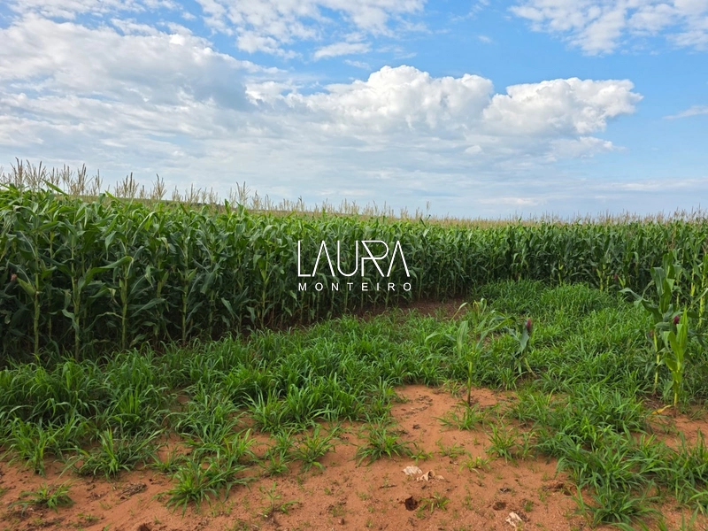 1.200 hectares de lavoura Comarca de Ponta Porã: 4ª foto da galeria de imagens do imóvel