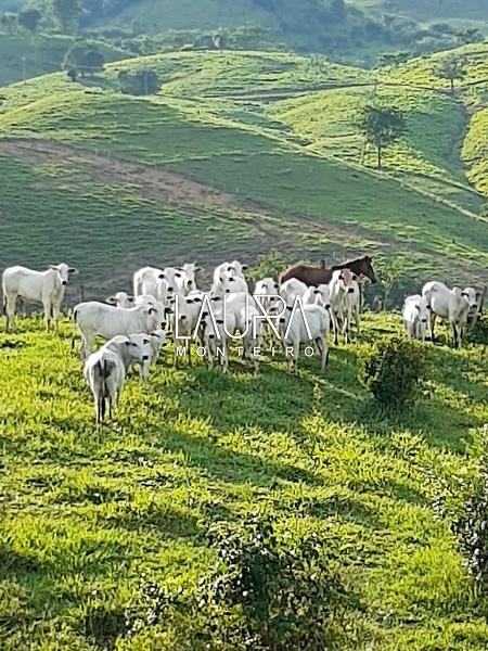 Área p pecuária e Turismo com cachoeira em Bodoquena MS: 6ª foto da galeria de imagens do imóvel