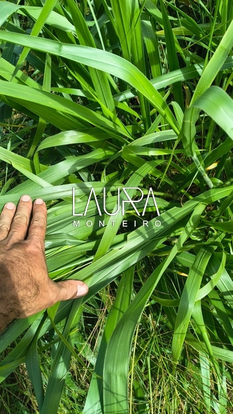 116 hectares com 80% aproveitamento a 35 km de Bonito: 9ª foto da galeria de imagens do imóvel