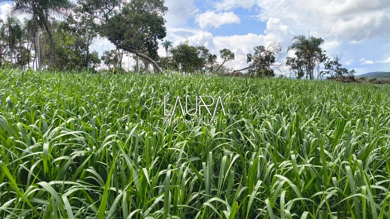 116 hectares com 80% aproveitamento a 35 km de Bonito: 4ª foto da galeria de imagens do imóvel