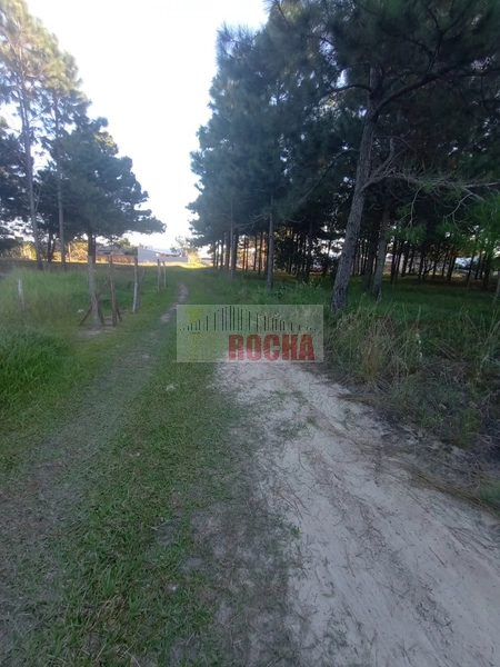 TERRENO COM METRAGEM DIFERENCIADA EM ARROIO TEIXEIRA!: 5ª foto da galeria de imagens do imóvel