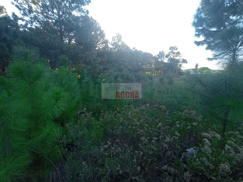 TERRENO COM METRAGEM DIFERENCIADA EM ARROIO TEIXEIRA!: 4ª foto da galeria de imagens do imóvel