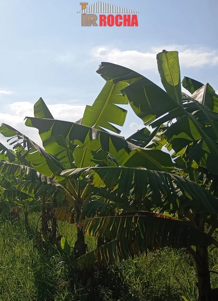 ÁREA DE TERRAS COM BANANAL!: 5ª foto da galeria de imagens do imóvel