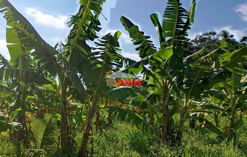 ÁREA DE TERRAS COM BANANAL!: 2ª foto da galeria de imagens do imóvel