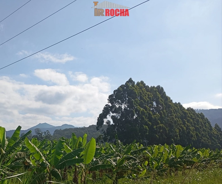 ÁREA DE TERRAS COM BANANAL!: 4ª foto da galeria de imagens do imóvel