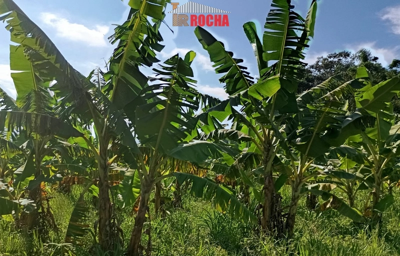 ÁREA DE TERRAS COM BANANAL!: 2ª foto da galeria de imagens do imóvel