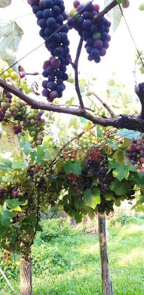 LINDO SITIO  COM PISCINA EM SANTO ANTÔNIO DA PATRULHA GF XVRS!: 17ª foto da galeria de imagens do imóvel