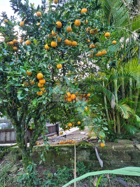 LINDO SITIO  COM PISCINA EM SANTO ANTÔNIO DA PATRULHA GF XVRS!: 27ª foto da galeria de imagens do imóvel