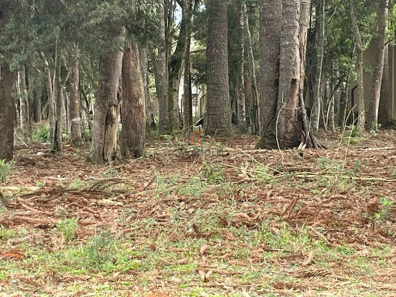Área 12.900m2 na Br-376 a venda em São José dos Pinhais: 16ª foto da galeria de imagens do imóvel