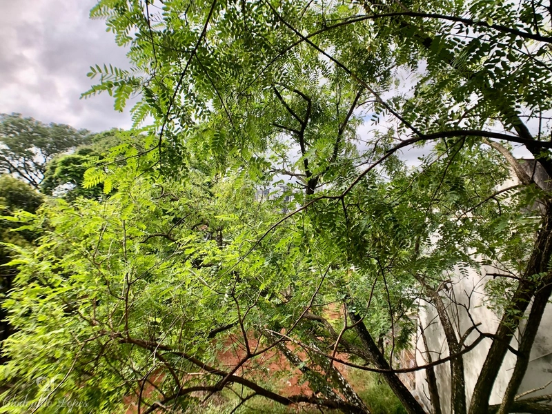 Apartamento 2 dormitórios, vaga e elevador, bairro Petrópolis;: 12ª foto da galeria de imagens do imóvel