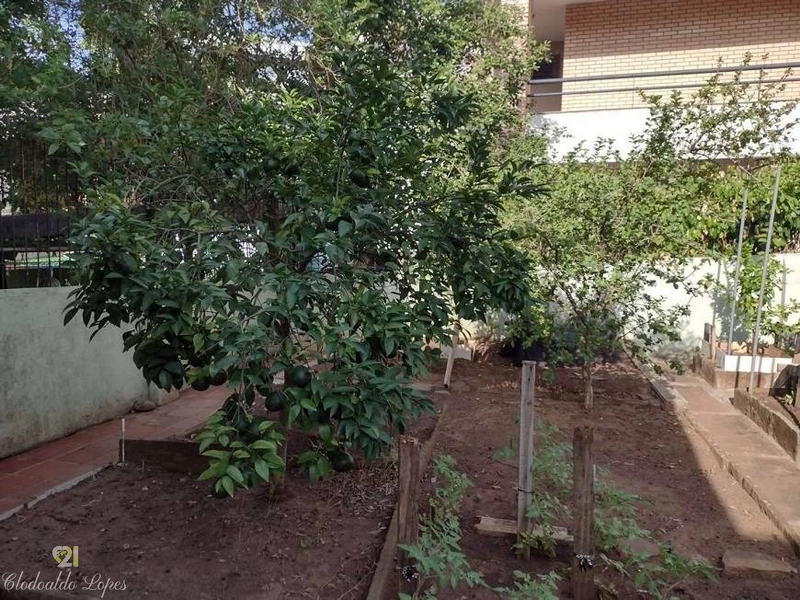 Casa térrea 3 dorm, Vila Ipiranga, próxima a Escola Santa Doroteia: 11ª foto da galeria de imagens do imóvel