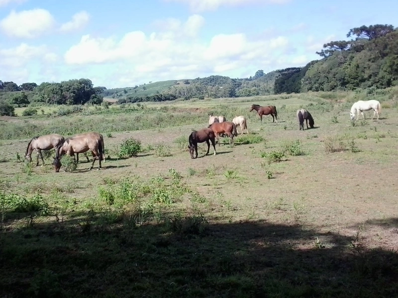 ÁREA DE TERRA COM 31 HECTARES EM MATO CASTELHANO: 1ª foto da galeria de imagens do imóvel