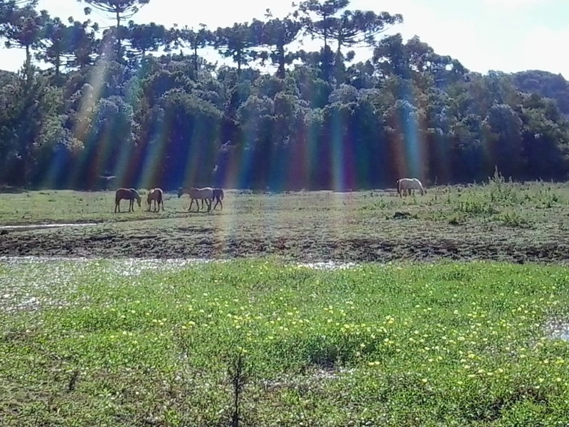 ÁREA DE TERRA COM 31 HECTARES EM MATO CASTELHANO: 2ª foto da galeria de imagens do imóvel