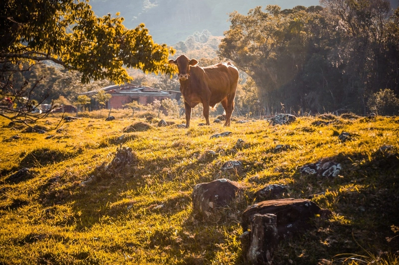 Sítio em Fernando Ferrari: 4ª foto da galeria de imagens do imóvel