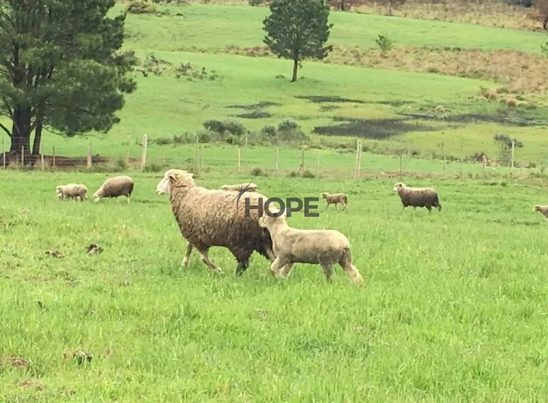 FAZENDA COM 161 HECTARES PRÓXIMO AOS CANIOS DE CAMBARÁ DO SUL!: 21ª foto da galeria de imagens do imóvel