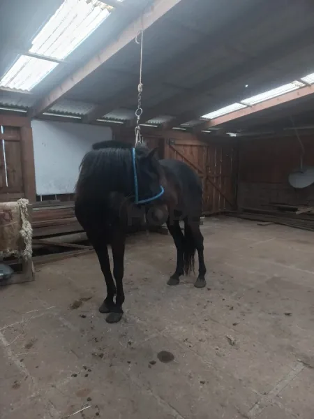 FAZENDA COM 161 HECTARES PRÓXIMO AOS CANIOS DE CAMBARÁ DO SUL!: 16ª foto da galeria de imagens do imóvel