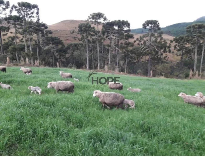 FAZENDA COM 161 HECTARES PRÓXIMO AOS CANIOS DE CAMBARÁ DO SUL!: 14ª foto da galeria de imagens do imóvel