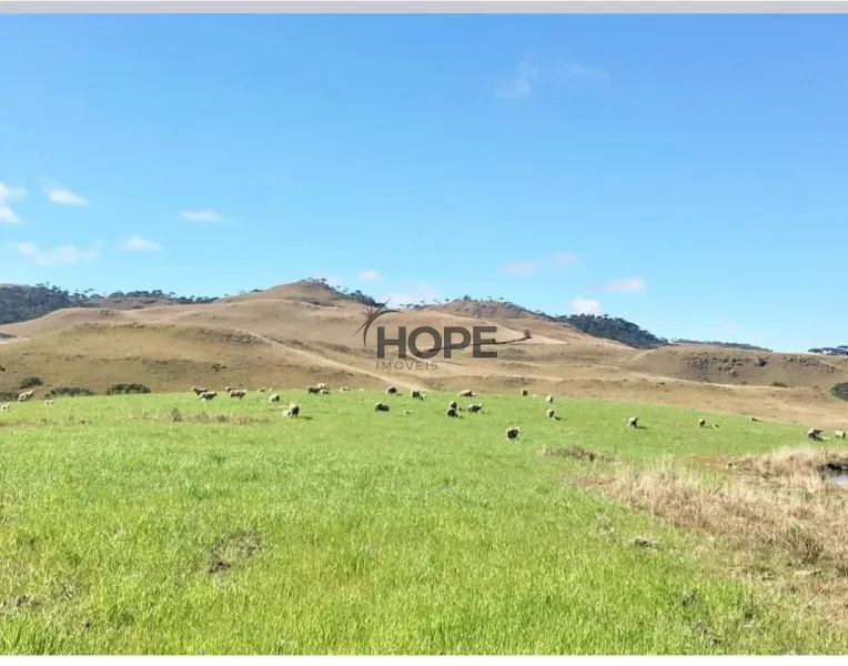 FAZENDA COM 161 HECTARES PRÓXIMO AOS CANIOS DE CAMBARÁ DO SUL!: 24ª foto da galeria de imagens do imóvel